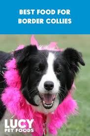 Los angeles, riverside, san bernardino and orange counties: Lucy Pet Foundation Lucypetfdn Profile Pinterest
