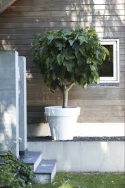 Here are ten varieties of dwarf fruit trees that thrive with basic care. 27 Potted Fruit Trees Ideas Fruit Trees Potted Fruit Trees Container Gardening