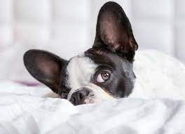 Ear Cancer In Dogs Petmd
