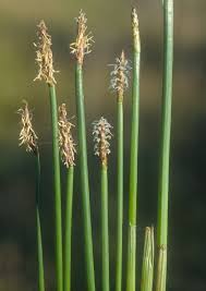 Image result for Eleocharis caduca