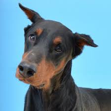 The current median price for all doberman pinschers sold is $2,200.00. Jessie With Illinois Doberman Rescue Doberman Rescue Doberman Doberman Pinscher Puppy