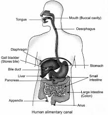 Check spelling or type a new query. Lifeprocesses Class10sciencenotes Learninsta Science Notes Science Chemistry Education