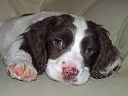 Check spelling or type a new query. English Springer Spaniel Puppies Picture Wisconsin Dog Breeders Guide