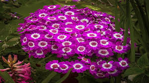Image result for Cineraria
