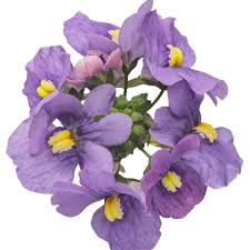 Image result for Nemesia fruticans