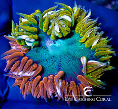 Check spelling or type a new query. Rock Flower Anemone Information And Appreciation Thread Invertebrate Forum Nano Reef Community