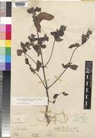 Image result for Aspilia ciliata