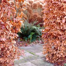Image result for hornbeam hedge in winter