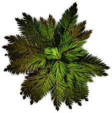 Palm Tree Top Trees Top View Tree Tops Birch Trees Garden