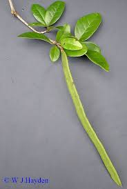 Image result for Coccinia subsessiliflora