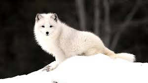 Fox Free Desktop Backgrounds For Winter Arctic Fox Fox Pictures Arctic Animals