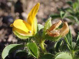 Image result for Argyrolobium rupestre