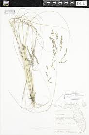 Image result for Eragrostis atrovirens