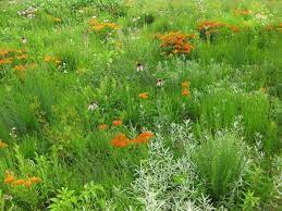Viewing Album Short Grass Prairie Mix Prairie Garden Prairie Planting North Garden