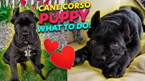 Puppies were born on 6/5/21. Cane Corso Puppy What To Do Youtube
