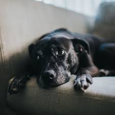 Check spelling or type a new query. 9 Signs Your Dog Is Depressed