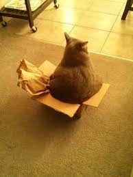 Remember, people are not afraid of small dogs. Theo And The Very Small Amazon Box Cats Crazy Cats Cute Cats