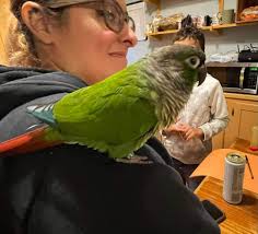 Is anyone missing a parrot in the neighborhood?