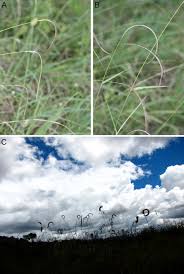 Image result for Ctenium concinnum