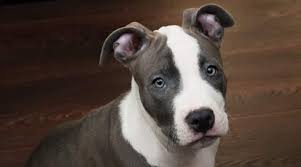 Blue nose are a unique breed blue nose parets doesn't mean blue nose puppies.and even when both parents have blue noses, there is a chance some of their puppies won't. Blue Nose Pitbull Breed Information Facts Puppy Costs More