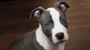 Call 770.510.9175 (cb raine) for pricing information. Blue Nose Pitbull Breed Information Facts Puppy Costs More