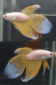 Bettababies Betta Fish Types Betta Fish Betta