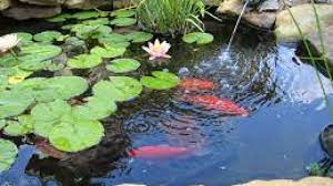 Akan tetapi bunga teratai sendiri tumbuh dari bagian batang atau rimpangnya yang berada di dasar bagian perairan. 10 Cara Menanam Teratai Di Kolam Koi Dengan Mudah Ilmubudidaya Com