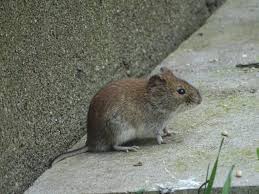 Hantavirüs pulmoner sendrom gelişmişse, erken dönemde entübasyon ve yoğun. Rotelmaus Ubertrager In Der Hantaviren Essen West