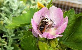 Maybe you would like to learn more about one of these? The Best Native Plants For Native Bees