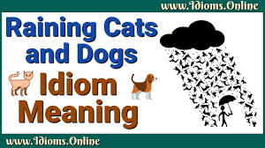 This suggests that the creature's pathetic state encapsulates her own feelings of loneliness and vulnerability. Raining Cats And Dogs Meaning Idiom Examples And Origin Youtube