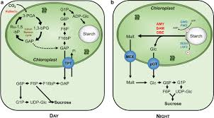 Insulin granules are secretory granules, which can release their contents from the cell into the bloodstream. A Molecular Perspective On Starch Metabolism In Woody Tissues Springerlink