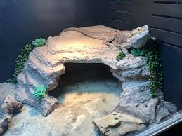 Our favorite bearded dragon accessories. Bearded Dragon Care Guide