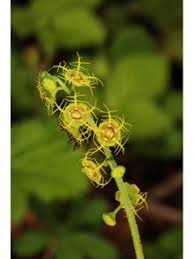 Image result for Olax pentandra