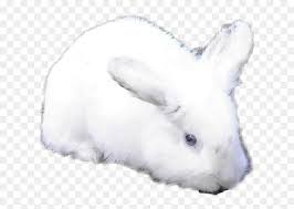 Black and white bunny with blue eyes. Bunny Whitebunny Blue Blueeyes Rabbit Snowshoe Hare Hd Png Download Vhv