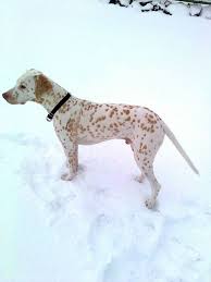 Kennel Titara S Spotty Dog Dalmatian Puppy Beautiful Dogs