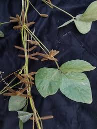 Image result for Calopogonium mucunoides