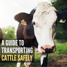 Check spelling or type a new query. A Guide To Transporting Cattle Safely Usa Truckload Shipping