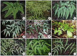 Image result for Pteris linearis