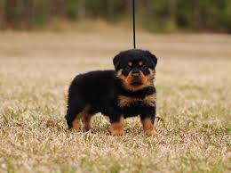 Puppyfind.com has been visited by 10k+ users in the past month Miniature Rottweilers Mississippi Rottweilers