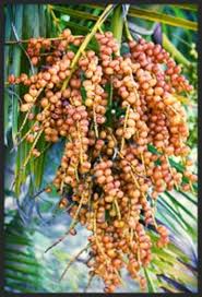 The fruit types of broadleaf trees vary greatly and include samaras, nuts, catkins, berries, stone fruits, apples or pears, capsules and cones. How To Identify Species Of Palm Trees Owlcation