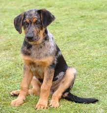 They are bred by breeders who only care about the money. Beauceron Breed Information