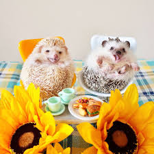 Pin On Cute Hedgehog