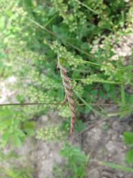 Image result for Tetrapogon tenellus