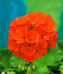 Kann eine bestellung bei baldur garten im nachhinein storniert werden? Balkonpflanzen Online Kaufen Bestellen Bei Baldur Garten In 2020 Geranien Pflanzen Balkon Pflanzen