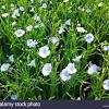 Nov 06, 2015 · double boiled or polymerized linseed oil is also used in oil based paints and varnishes. 1