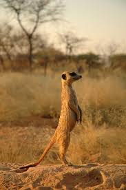 D4e9a884724a0c90f07633acdd90d708 African Animals African Safari Jpg Animals Wild Meerkat Animals