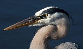Great Blue Heron Breeding Plumage Google Search Blue Heron Heron Nature Center