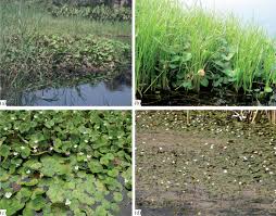 Image result for Isachne buettneri