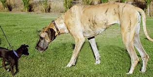 Large Dogs Age Faster Die Younger Inside Science