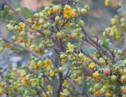 Image result for Ochna serrulata
